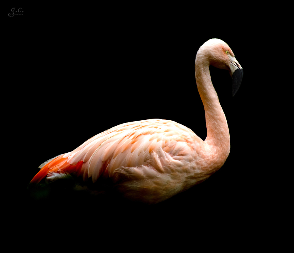 Low Key Flamingo