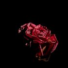 Low Key - Getrocknete Rosenblüte - seitlich