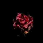 Low Key - Getrocknete Rosenblüte - von vorne