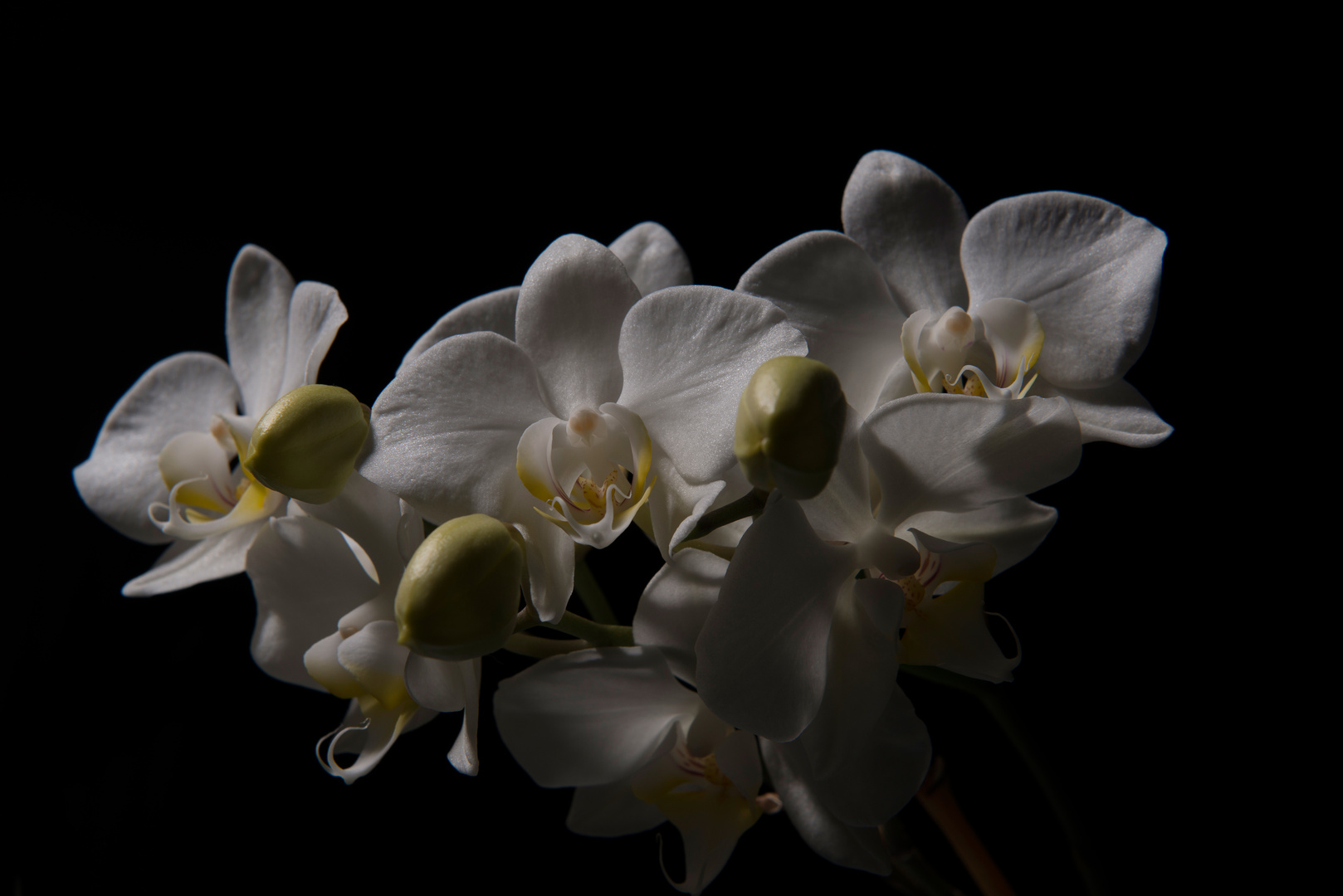 Low key Orchidee