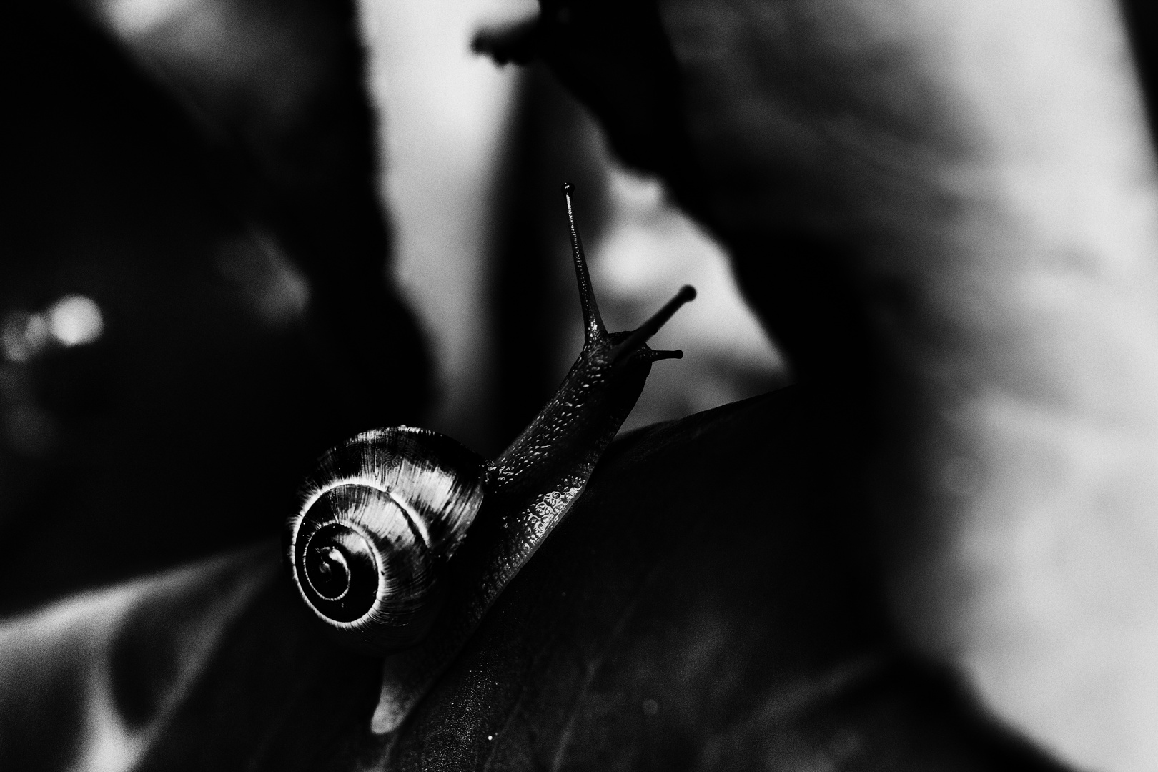 Low-Key Snail