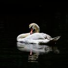 Low key swan