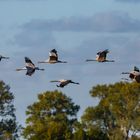 Low Pass Flug