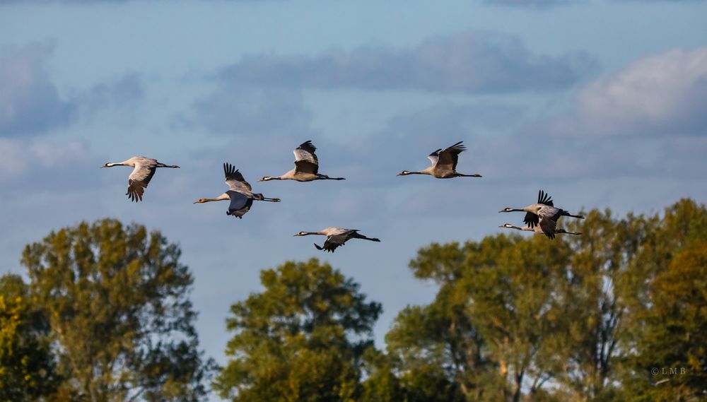 Low Pass Flug