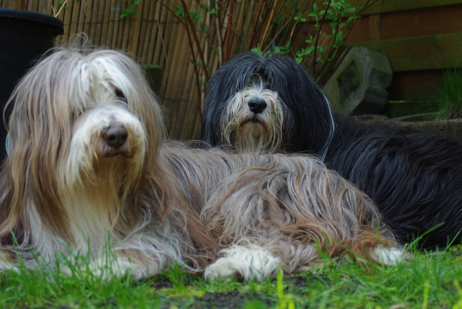 Low-Pep´s im Garten