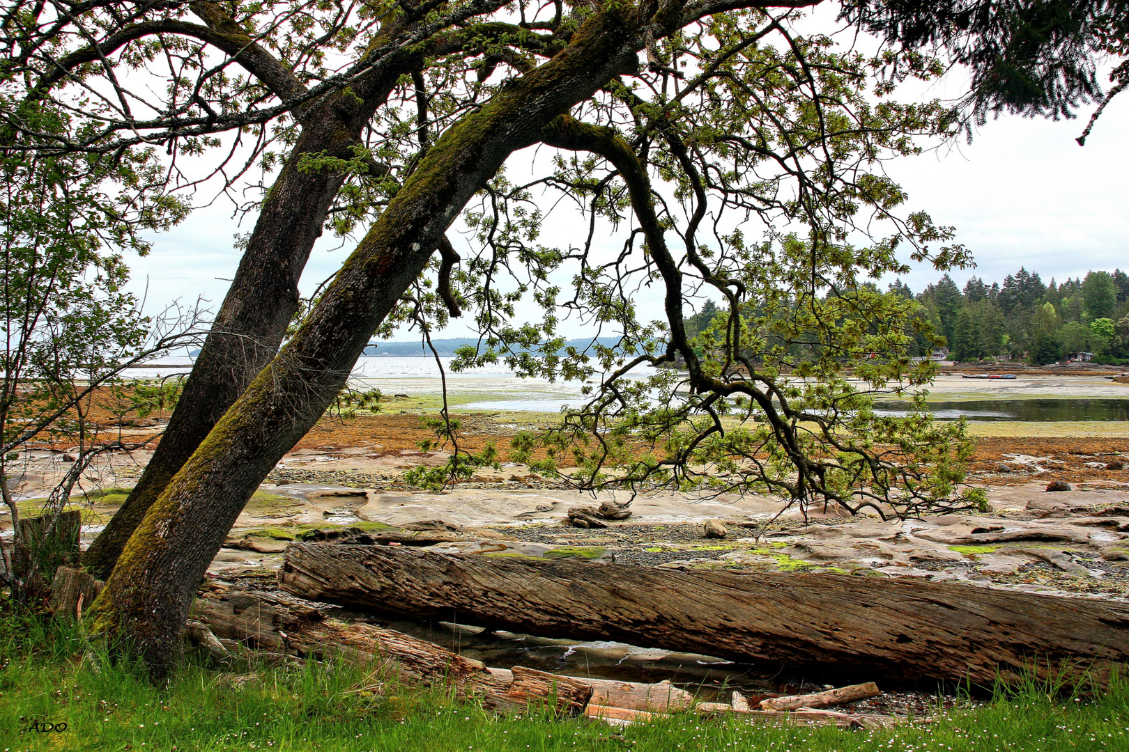 Low Tide