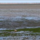 Low Tide ..... Freight Train at Tsawwassen