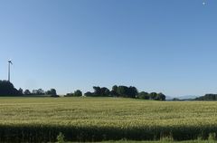 Low Wind, Mini Mohn