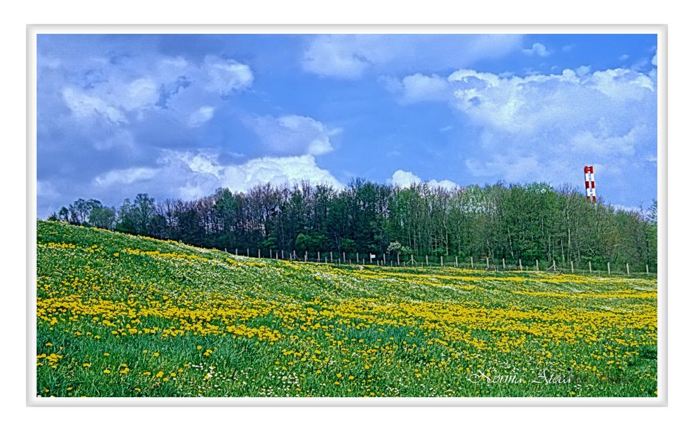 Lowenzahn im Großweil.