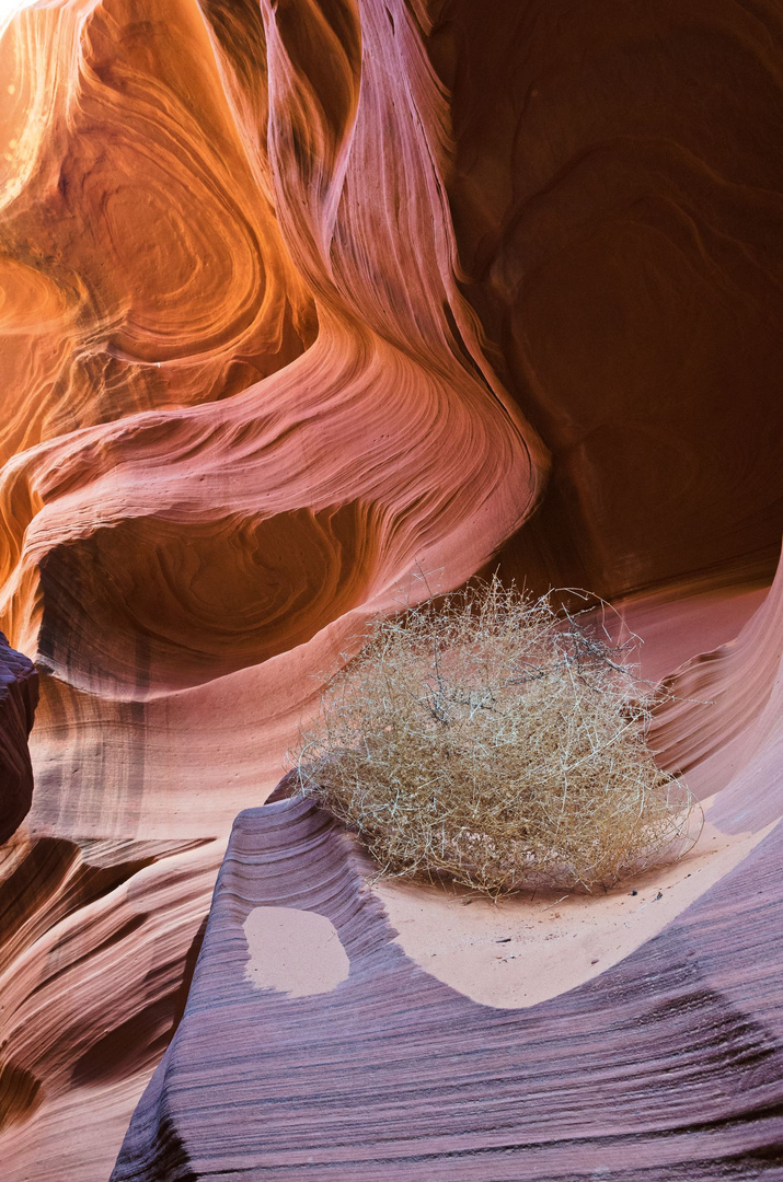 Lower Antelope Canyon - Tumbleweed