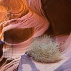 Lower Antelope Canyon - Tumbleweed