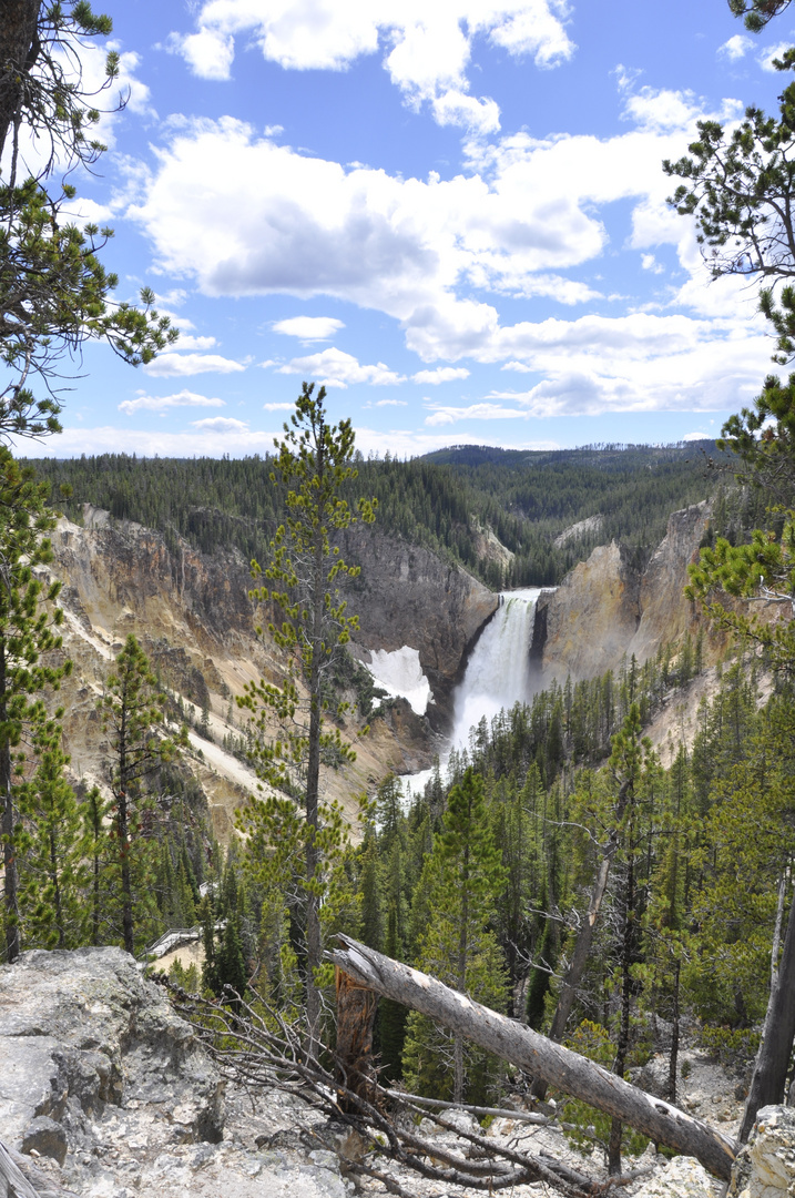 Lower Falls im Yellowstone National Park