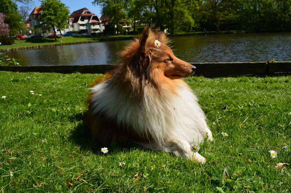 Lower Power Sheltie