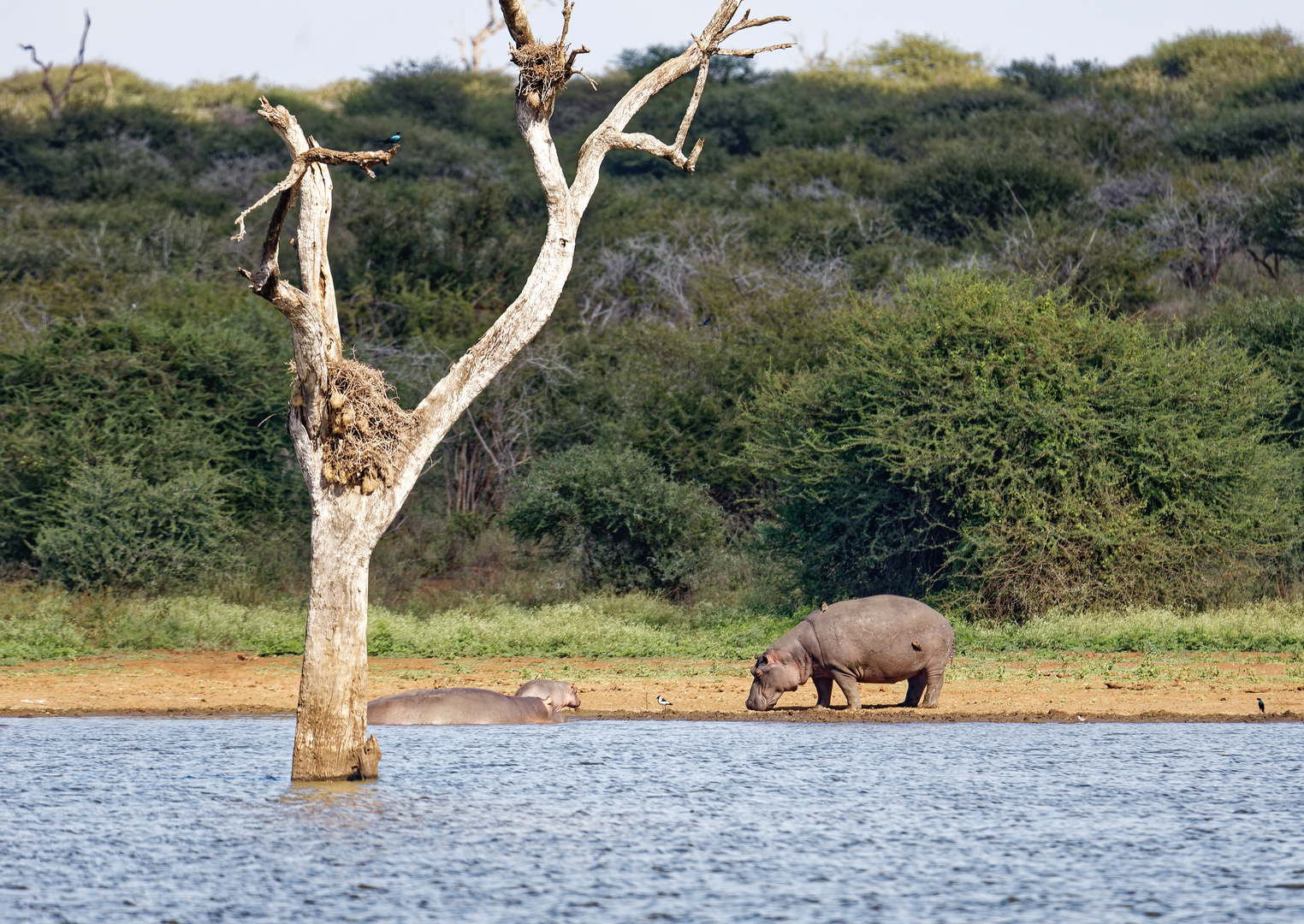 Lower Sabie