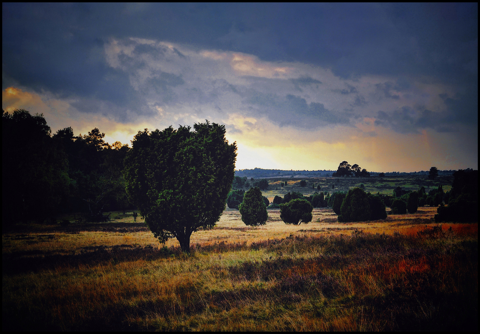 Lower Saxony, heath landscape