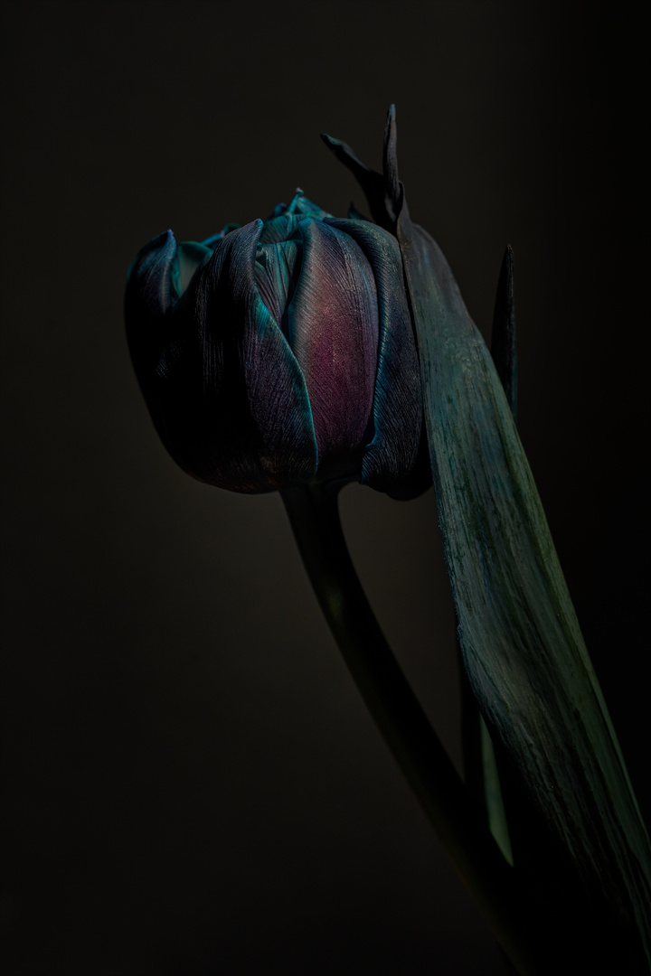 Lowkey - gefärbte dunkle Tulpe 01