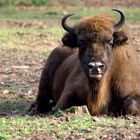 lowland bison