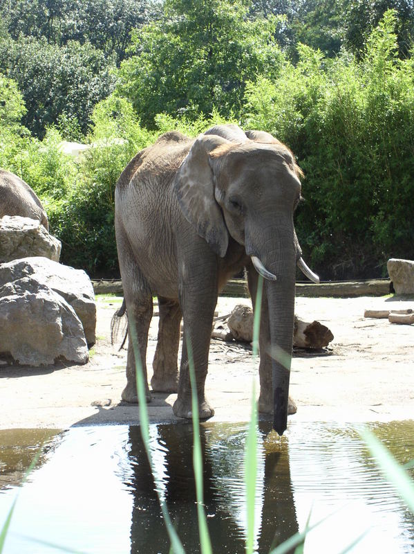 Loxodonta africana