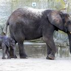 Loxodonta africana