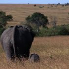 Loxodonta africana africana