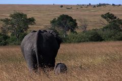 Loxodonta africana africana