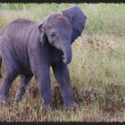 Loxodonta Africana