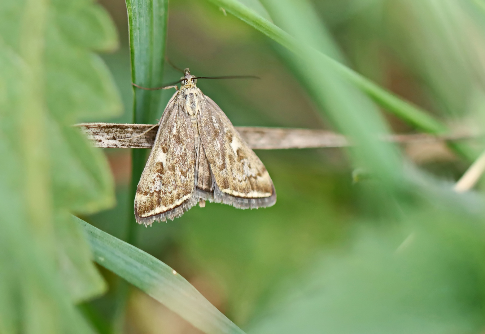 Loxostege sticticalis,Rübenzünsler