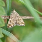 Loxostege sticticalis,Rübenzünsler