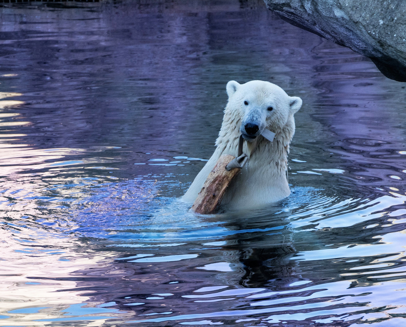 Loyd_Zoo am Meer