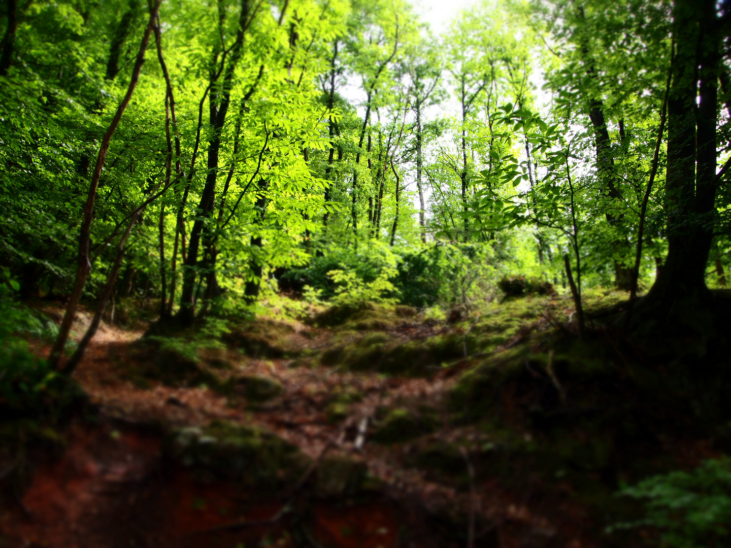 LSD-grüner Wald