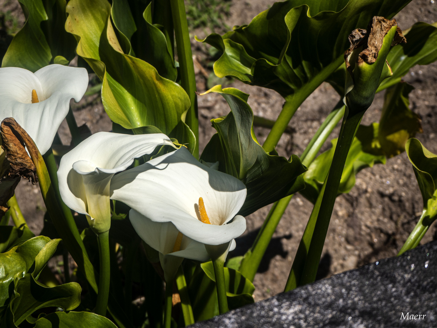 Últimas calas de esta primavera lluviosa.