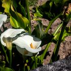 Últimas calas de esta primavera lluviosa.