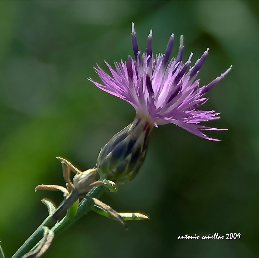 Últimas flores del verano