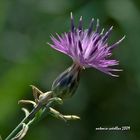 Últimas flores del verano