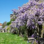 Últimas glicinias de esta primavera.