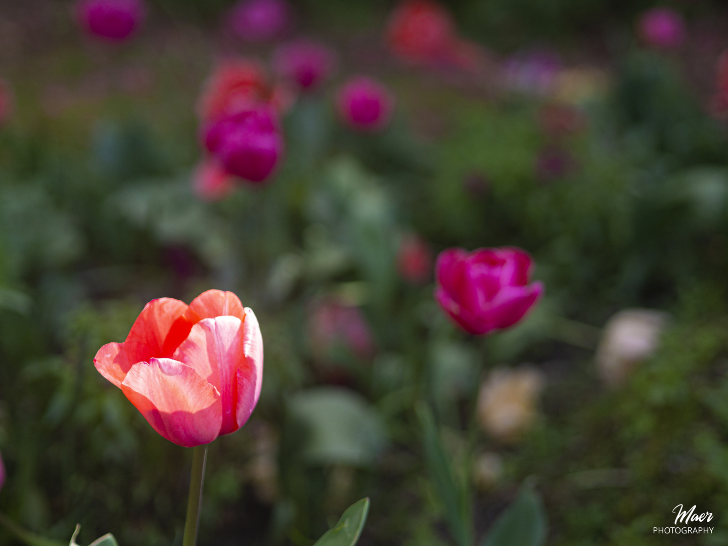 Últimos tulipanes