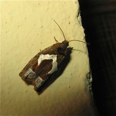 LU 13: Der Kleinschmetterling Epiblema foenella (Spannweite um 2 cm), . . .