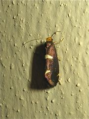 LU 22: Ein Kleinschmetterling aus der Familie Incurvariidae - Miniersackmotten : . . .