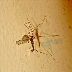 LU 23: Zu welcher Gruppe der Diptera (Zweiflügler), zu denen Fliegen und Mücken zählen, . . .