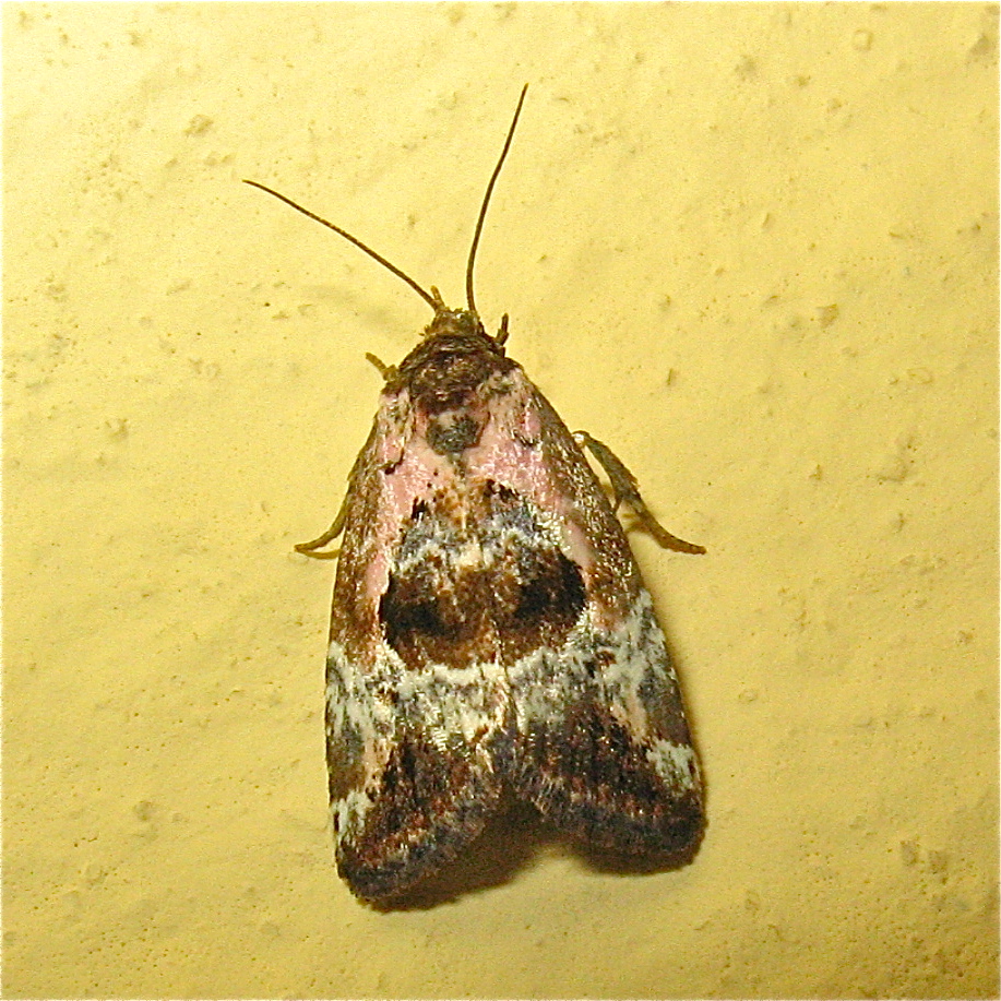 LU 25: Das bei uns seltene Eulchen (Fam. Noctuidae) Psilomonodes venustula