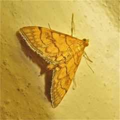 LU 27: Den zünslerähnlichen Kleinschmetterling Psammotis hyalinalis . . .