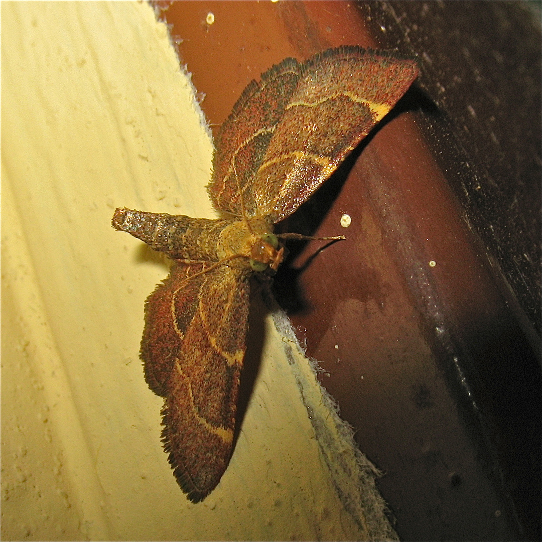 LU 28: Diesen mittelgroßen Schmetterling hat waelti für mich bestimmt.