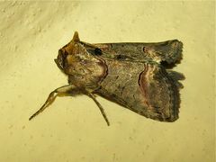 LU 8: Die Eule Abrostola triplasia (Fam. Noctuidae, Eulenfalter)