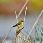 Luì piccolo ( Phylloscopus collybita)