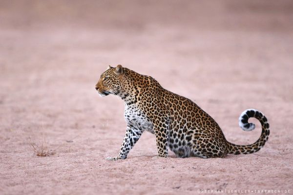 Luangwa Leopard