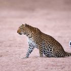 Luangwa Leopard