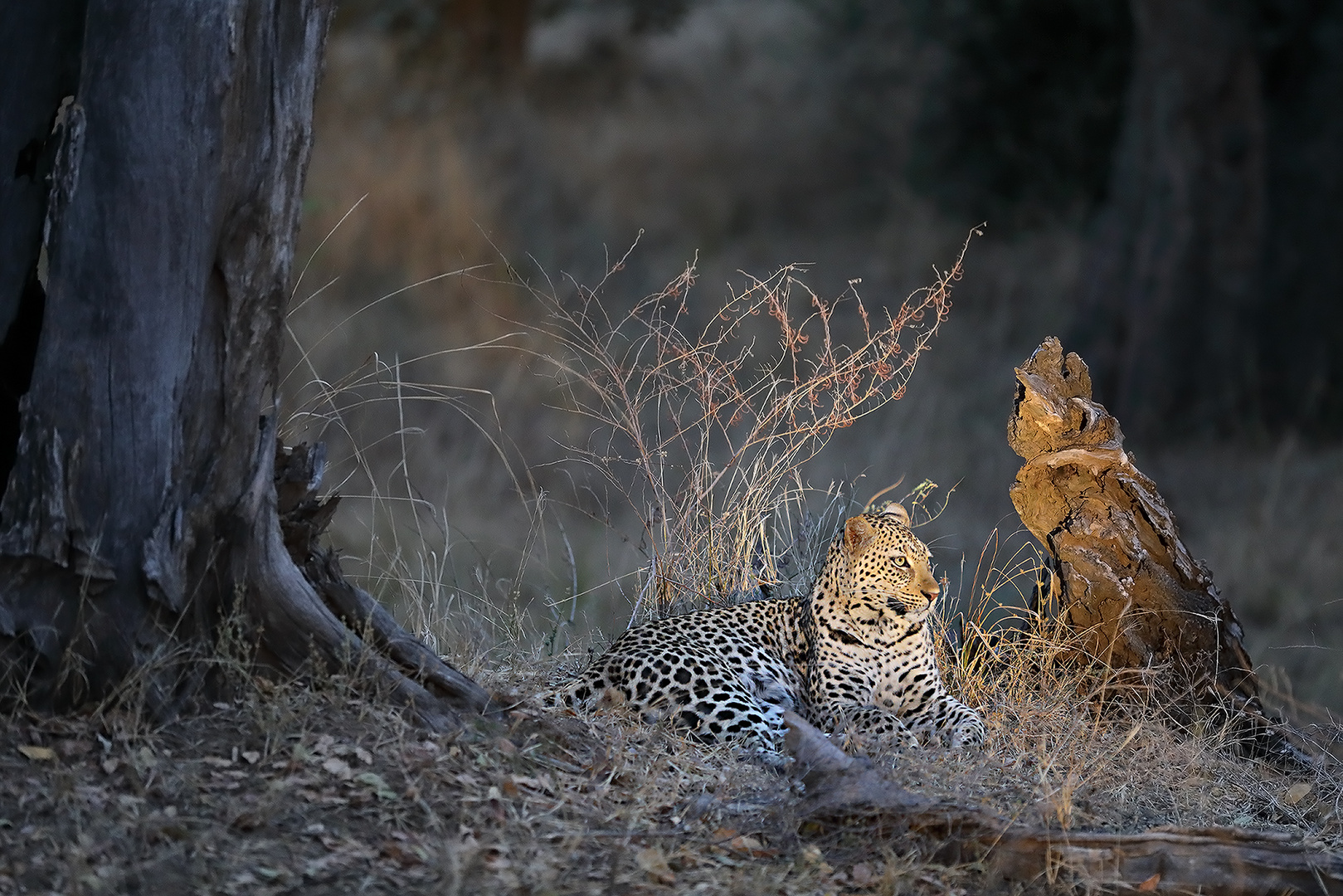 Luangwa Leopard