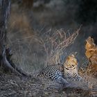 Luangwa Leopard