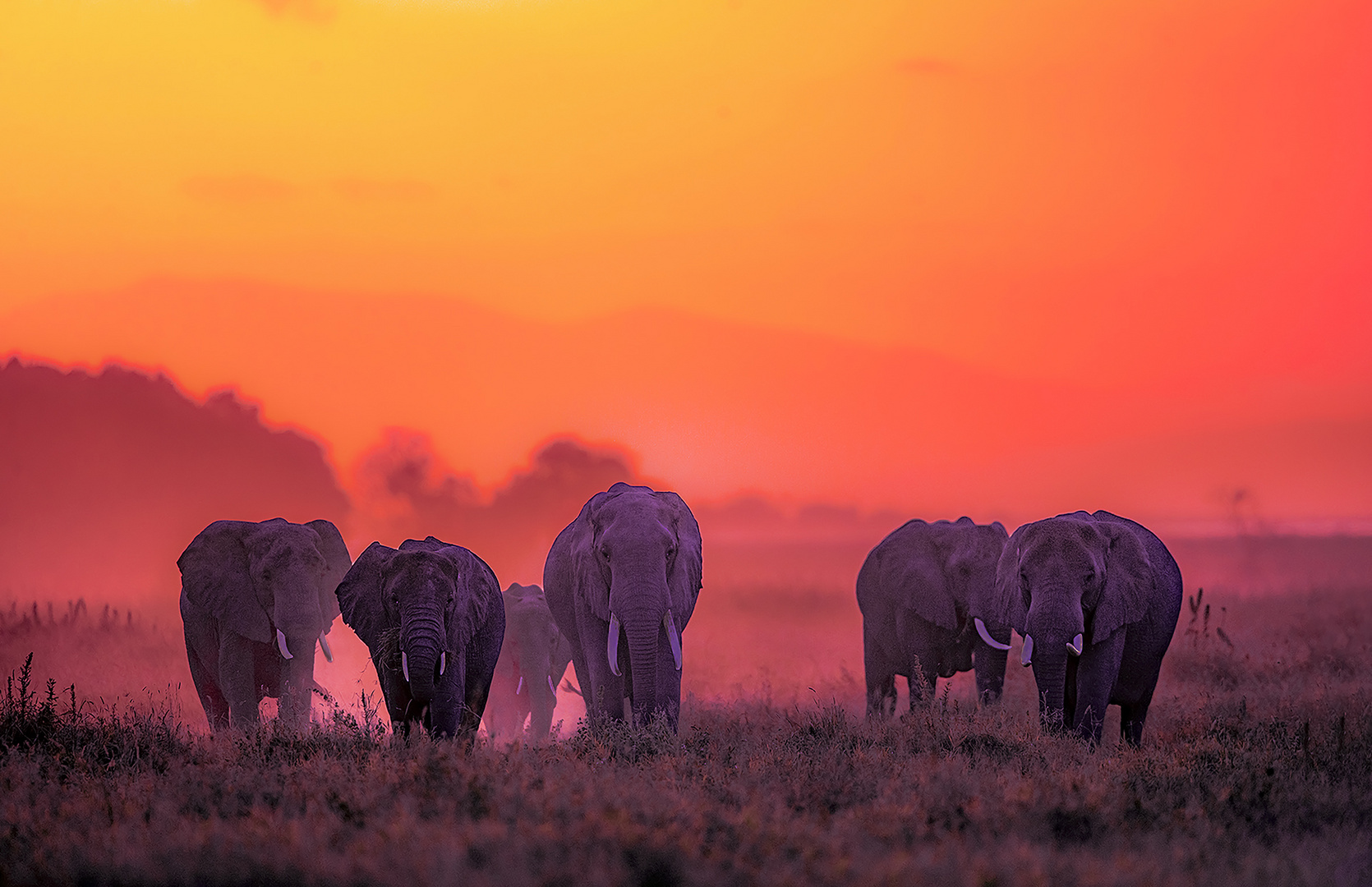 Luangwa Plains 