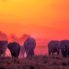 Luangwa Plains 